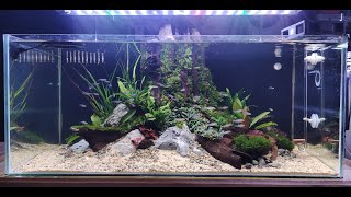 Download lagu Aquascape Tema Natural 'Bonggol kayu' | Natural Theme Aquascape 'Tree stump' mp3