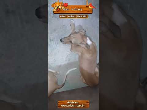 Vídeo de kyara e Scooby 