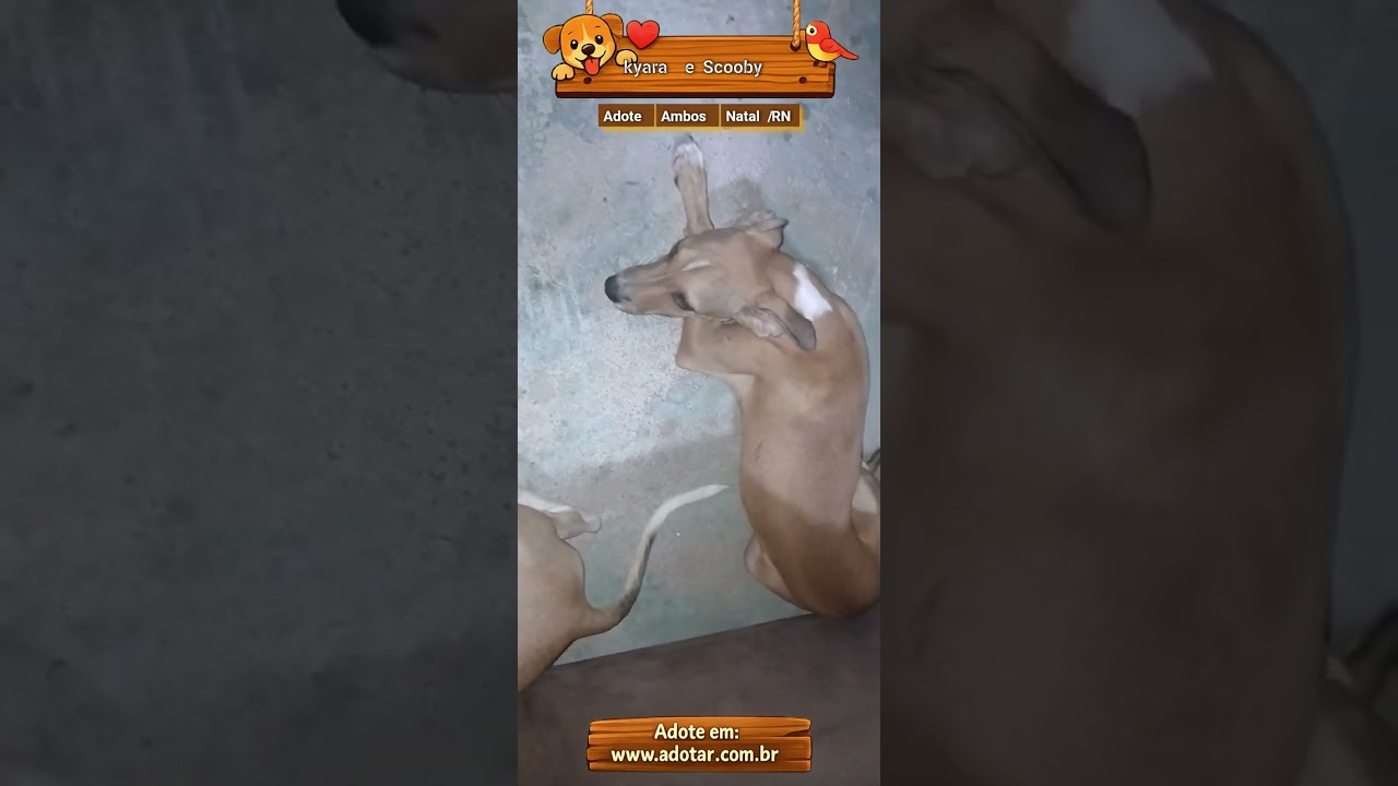 Cachorro raça SRD-ViraLata idade 7 a 11 meses nome kyara e Scooby 