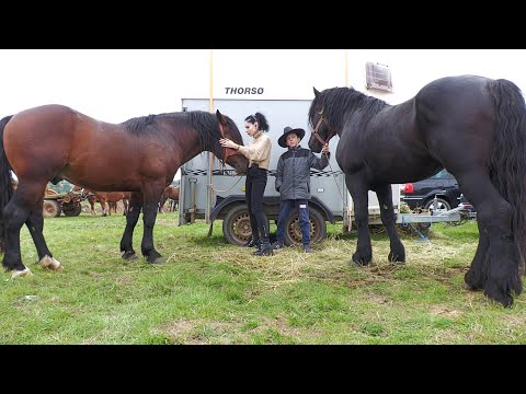 Caii lui Teodor Plopiș de la Sălaj 2022