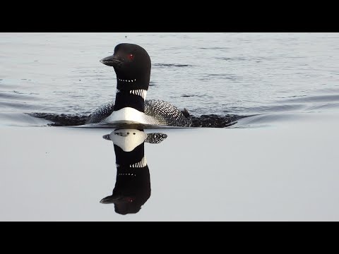 Plongeon huard, chant, cri / Common Loon, song, call