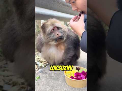 Najstidljiviji Majmun Ikada 🐒❤️