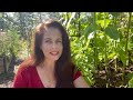 Video for Prospera® Italian Large Leaf DMR (ILL2)