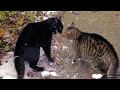Big Alley Cats Fight