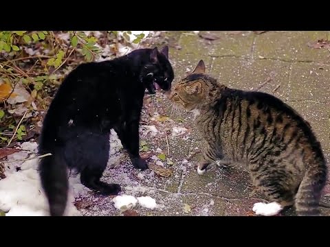 Big Alley Cats Fight