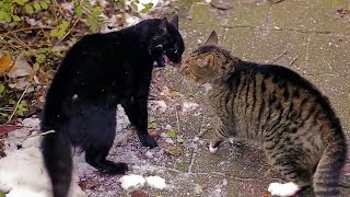 Big Alley Cats Fight