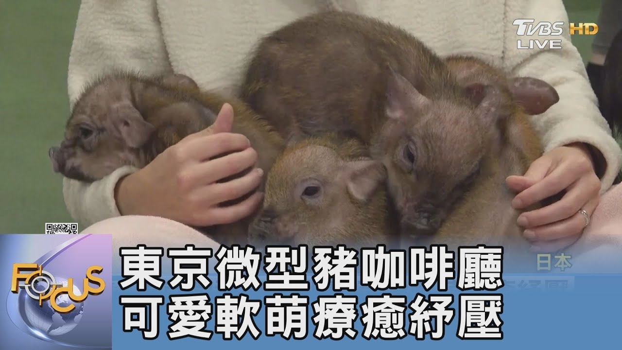 東京微型豬咖啡廳 可愛軟萌療癒紓壓