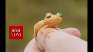 Full Documentary: Amazon Explorers - BBC News