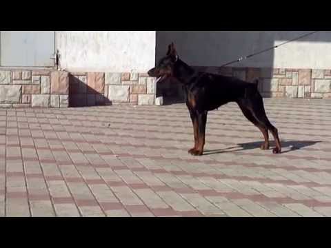 show  training Damaris-Dominique de Grande Vinko  (22 mon)