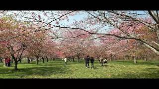 長湯温泉しだれ桜の里（リメイク）