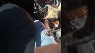 CanlıyayınDesteği#cumartesi #kedi #cats #katze #gato #बिल्ली #猫 #asmr #dua #destek #keşfet #merhamet