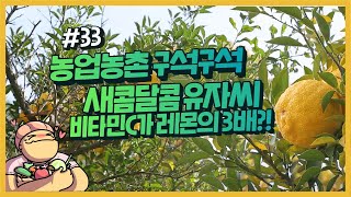 농업농촌 구석구석 ep.33 아이셔 노랑 유자가 데굴데굴~유자차로 만나요~