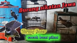 Download lagu SIKATAN JAWA / KIPASAN JAWA TARUNG GACOR SUARA COCOK BUAT MIKAT mp3