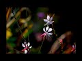 Robert Michaels - Aranjuez