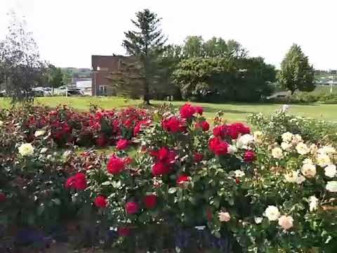 Beautiful Rose Garden in Duluth Minnesota - Leif Erickson Park
