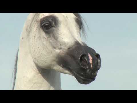 PA PASCHAL 2015 بي ايه باسكال