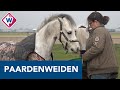 Aanpak illegale paardenweiden in de Bollenstreek gaat door, ondanks protest - OMROEP WEST
