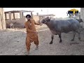 Buffalo Meeting First Time In Village