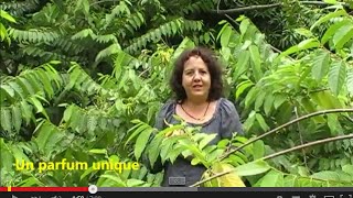 preview picture of video 'Aromathérapie - L'HE d'Ylang-Ylang - Lydia Bosson'