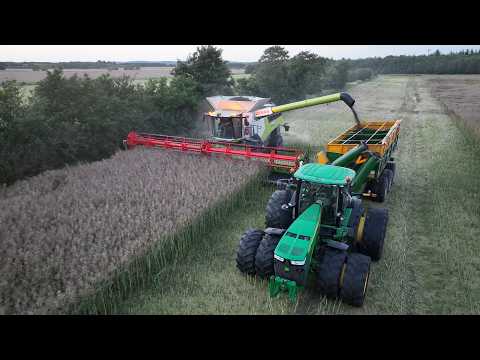 Claas Lexion 8900 Harvesting Canola | Big Harvest