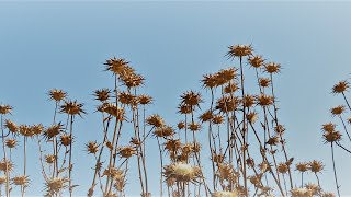 Pluto Drive Vitaminized Mix