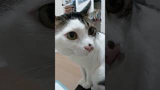 今日のダンボ！！ボーッとするダンボ🐱#ダンボ #飼い猫 #野良猫 #猫🐱#動物 #癒し #gackt
