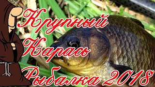 Рыбалка на что ловить крупного карася в августе