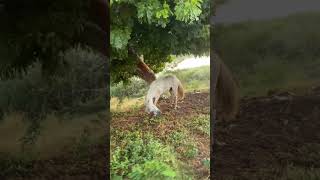 Ele salvou o cavalo que estava sendo atacado por abelhas