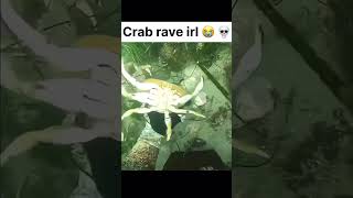 Download lagu Crab rave irl 🦀 #funny #crabrave mp3