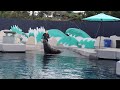 Sea Lion Circus