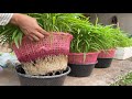 How To Grow Water Spinach Once But Can Harvest Every 20 Days No Fake Planting Real Gardening88