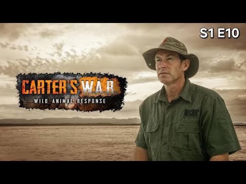 Carter's W.A.R: Africa's Most-Dangerous S1 E10 | Wildlife Rescue missions | Wildlife documentary