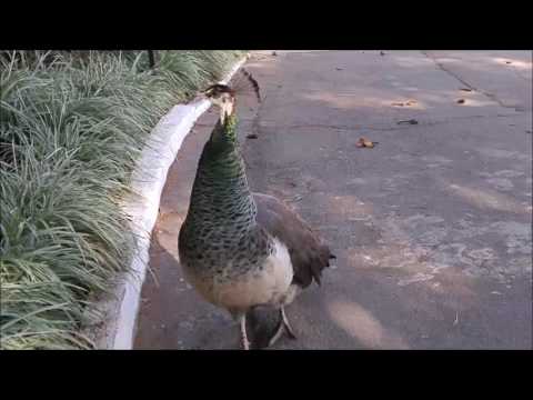 O ECOAR da PAVOA - o Canto da fêmea do pavão