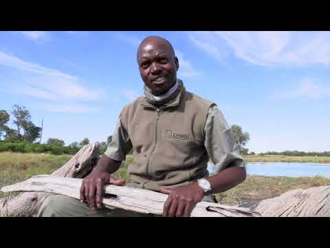 A Botswana Safari Guide Explains Leadwood