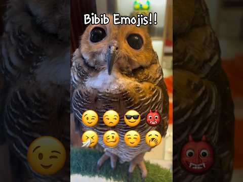 Owl Emoji Challenge!!😡😃 #animals #funnyvideo #cute #funny #owl #pets #funnyanimals #emojichallenge