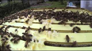 preview picture of video 'Brighton Honey Beekeeping'