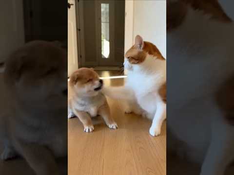 Cheese Cat Smacks Shiba Puppy—Then Acts Innocent When Shiba Mom Walks In 😂🐱🐕