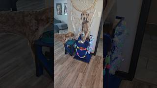 Let's feed these disabeled dogs dinner! #dogshorts #doggielife #mypet #dogmom