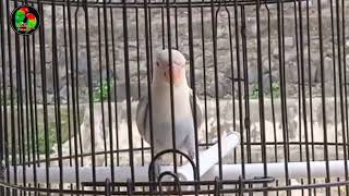 Download lagu Suara Pancingan Lovebird Paud Prospek & Fighter Tik...Tik...Tik mp3