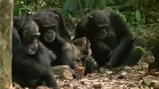 Chimpanzees' Sophisticated Use of Tools | BBC Studios