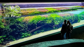 The Worlds Biggest Aquascape  Forests Underwater b