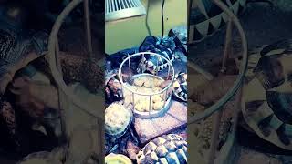 チビちゃんたちに餌やりタイム💪🐢#リクガメ #tortoise #pets #animals