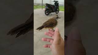 Download lagu Merawat burung trucukan dari lolohan mp3 Download lagu Merawat burung trucukan dari lolohan mp3