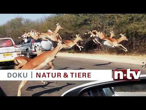 n-tv Doku Trailer „National Geographic: Tierische Begegnungen – Technik und Taktik“