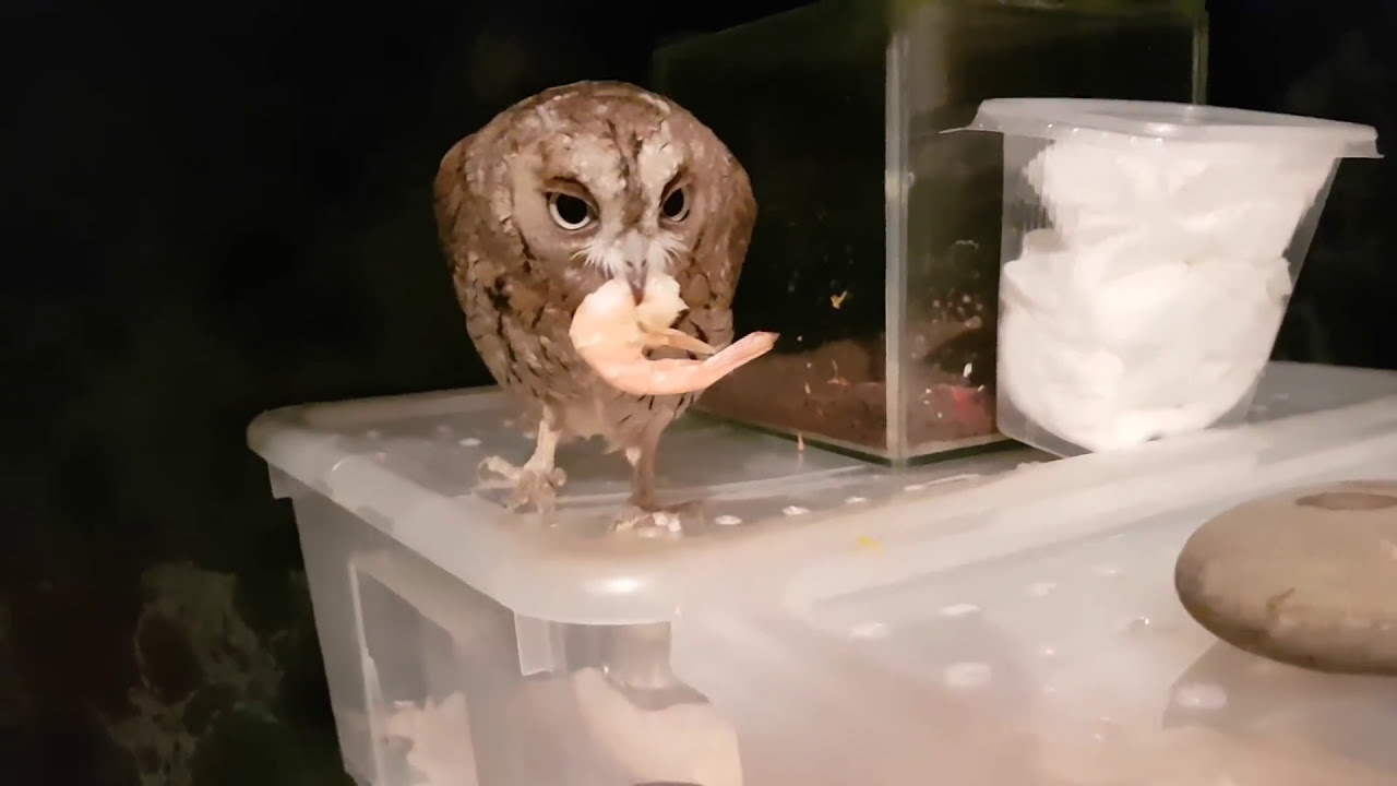 Сова сплюшка Ыть пробует креветки.