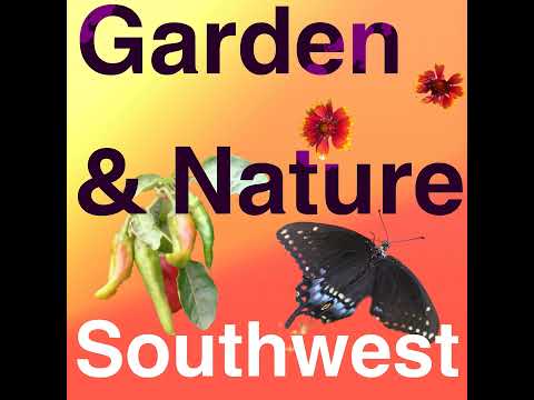 Hummingbird Feeders and Natural food: Science and Best Practices