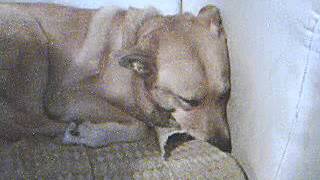 the minstrel boy john mcdermott