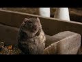 Fat Templeton The Rat Charlotte S Web 2006