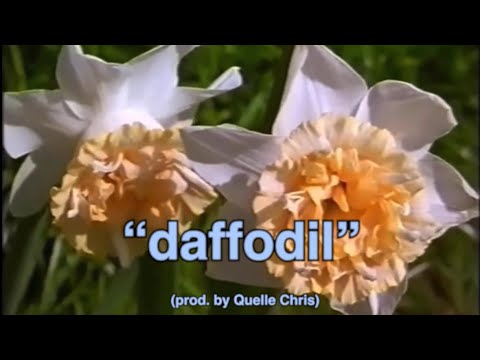 Nolan The Ninja - daffodil (prod. Quelle Chris) [Lyric Video]