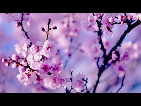 Thể hiện bởi Tú Uyên